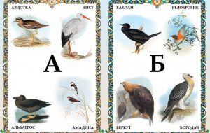 Название птиц по алфавиту