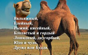 Стихи про верблюда