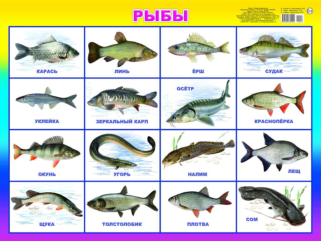 Рыбы по алфавиту от А до Я