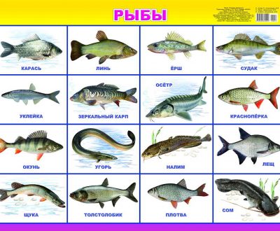 Название рыб по алфавиту